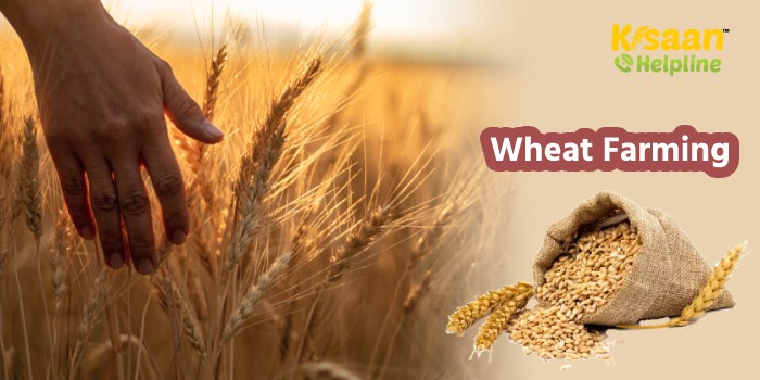 ICAR ने विकसित की गेहूं की नई किस्म, नहीं होगा गर्मी का असर देगी बंपर उत्पादन